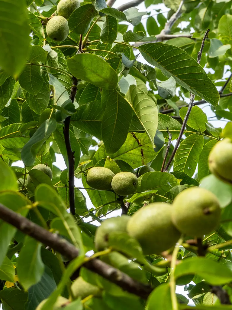 noix en bogue depuis l'arbre