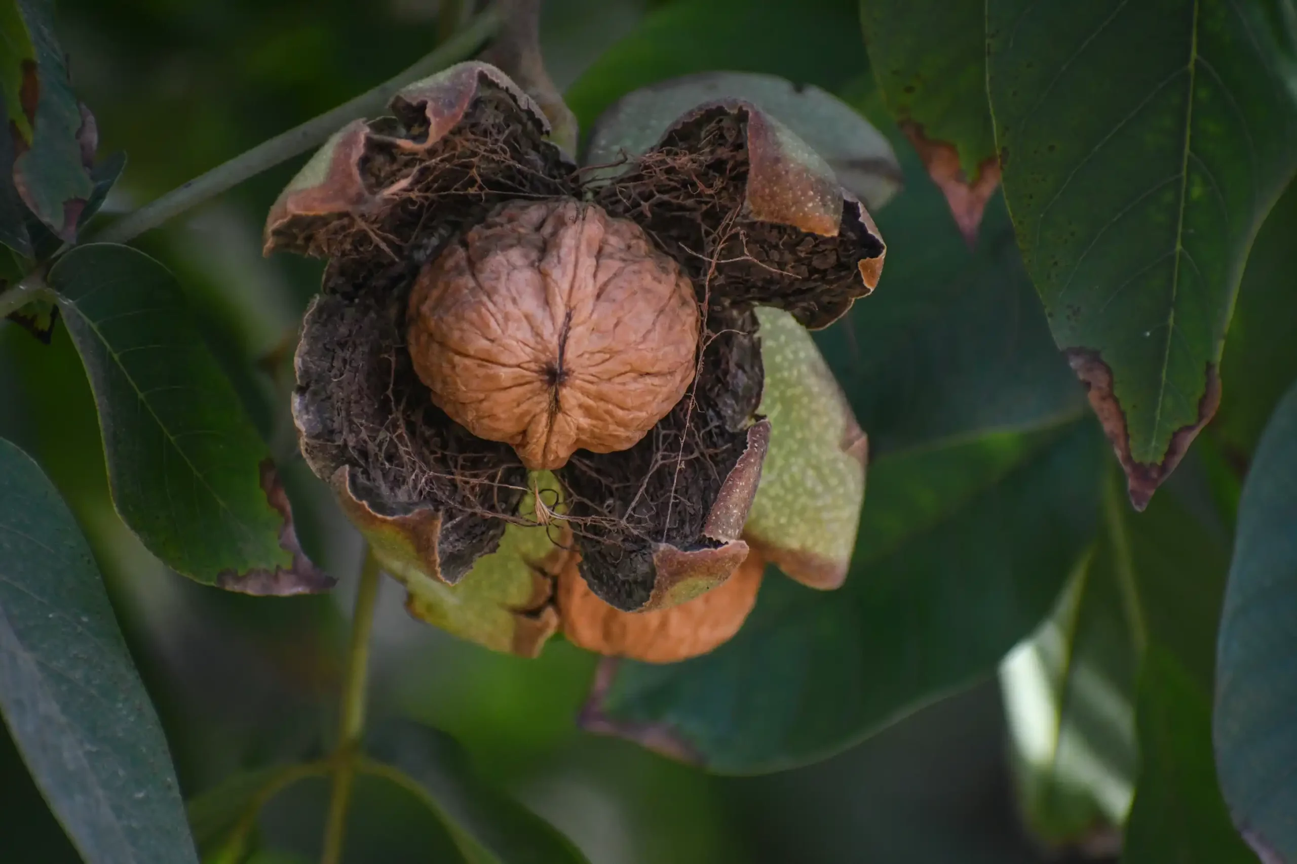noix dans sa bogue à moitié ouverte
