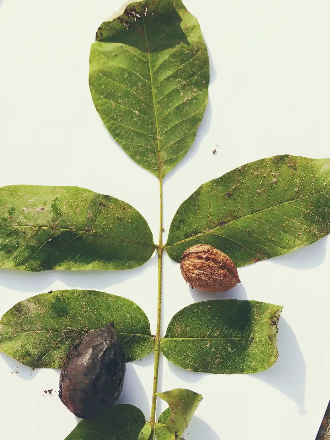 noix en coque, bogue et feuille de l'arbre