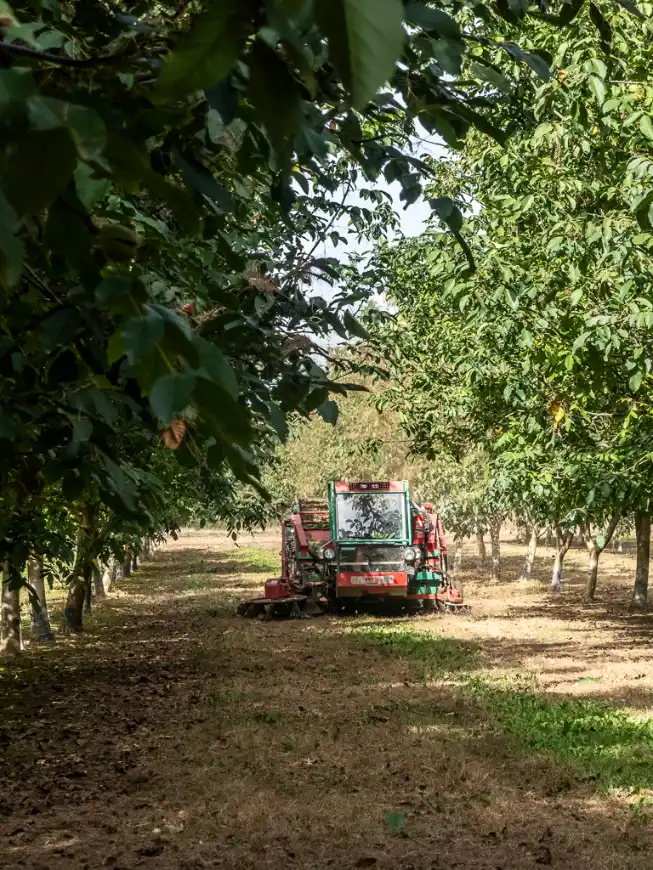 machine qui ramasse les noix dans les champs